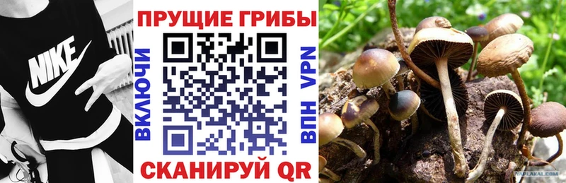 Галлюциногенные грибы Psilocybe  продажа наркотиков  Дорогобуж 